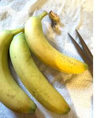 Controlling Fruit Flies